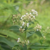 Hedyotis fruticosa L.